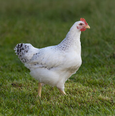 White young Delaware chicken cockerel