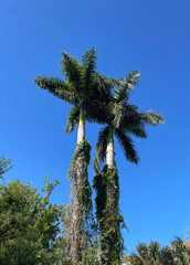 Fototapeta premium palm trees against blue sky