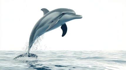 Obraz premium A Hawaiian dolphin leaping from the ocean, marine life scene, 3D render, playful motion, isolated on white background