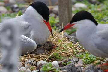 sterna hirundo