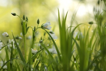 Rabelera - Stellaria holostea blooming in the forest