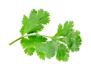 Top view of fresh green coriander or Chinese parsley leaf isolated on white background with clipping path