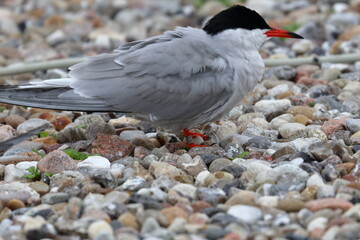 sterna hirundo
