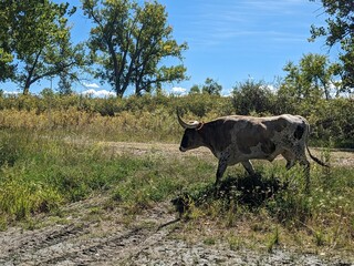 longhorn bull in Colorado