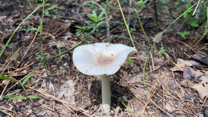 mushroom in the forest