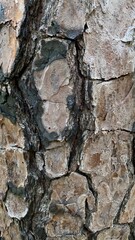 bark of a tree