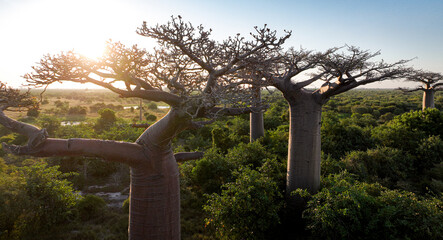 Baobab Alley in Madagascar showcases stunning trees against a golden sunset illuminating the...
