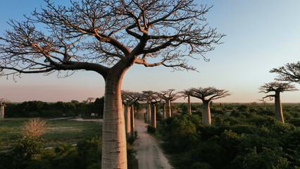 Obraz premium Explore the breathtaking Baobab Alley in Madagascar at sunset with towering trees lining the scenic path