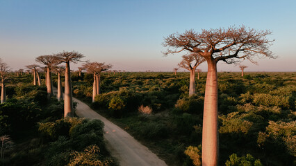 Exploring Baobab Alley at sunset in Madagascar, a breathtaking landscape of towering trees and...