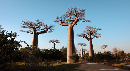 Obraz premium Explore the majestic baobab trees at Baobab Alley in Madagascar during a clear sunny day