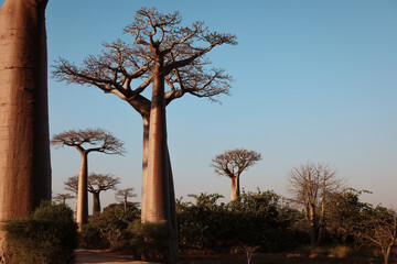 Explore the stunning baobab trees lining the famous avenue in Madagascar during a serene sunset hour