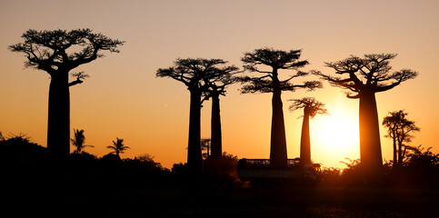 Baobab Alley showcases stunning silhouettes at sunset in Madagascar