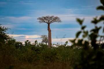 Discover the iconic baobab trees lining Baobab Alley in Madagascar during the tranquil evening light