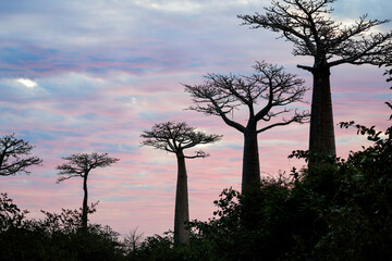 A breathtaking view of Baobab Alley at sunset in Madagascar, showcasing iconic trees against a...