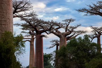 Exploring Baobab Alley in Madagascar at dusk, where towering trees create a majestic natural pathway