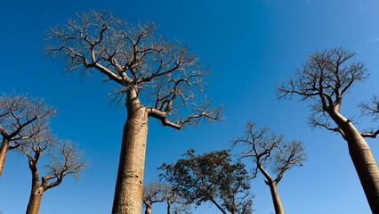 Explore the striking baobab trees along Baobab Alley in Madagascar on a clear sunny day