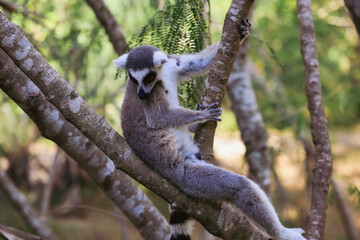 Lemur Catta relaxing on a tree branch in Madagascar's lush environment during a sunny afternoon