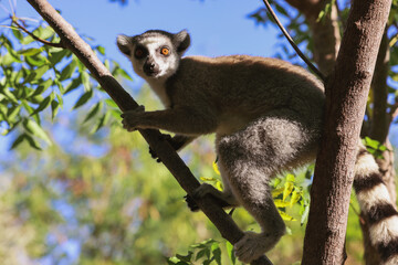 Captivating Lemur Catta climbing a tree in Madagascar on a sunny day enjoying its natural habitat