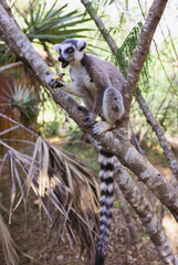Lemur Catta perched on a tree branch in Madagascar, enjoying a snack in the tropical forest environment during daylight hours