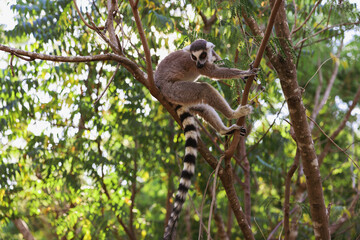 Lemur Catta climbing a tree in the vibrant forests of Madagascar during the warm daylight hours