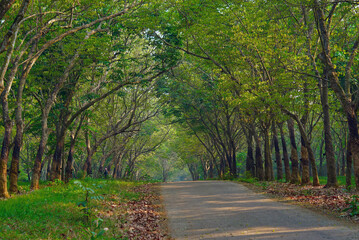Obraz premium Roads scene in the background of trees and nature. Summer travel in the countryside 