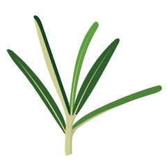 Rosemary Leaves Herb Plant Illustration Isolated on White Background