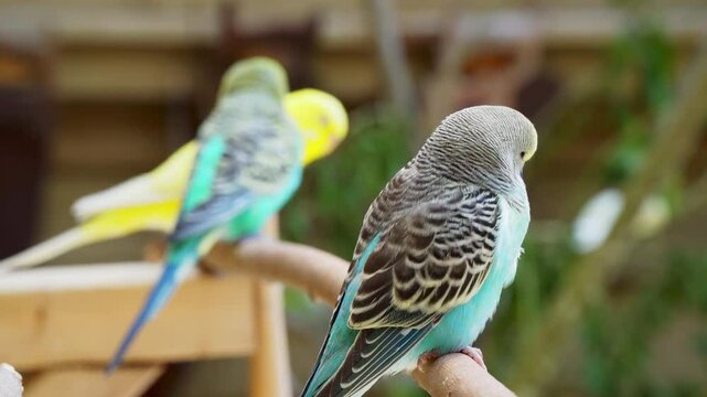 Shell parrot budgie parakeet on a branch.