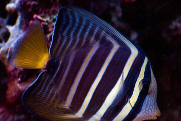 Zebrasoma Veliferum