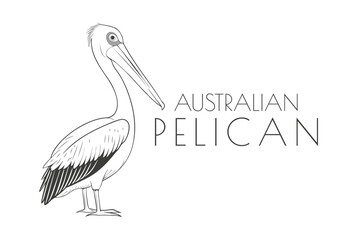 Illustration of a Animal - Australian Pelican, Bird	