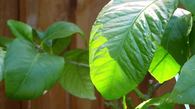 Dappled sunlight shining through Lemon tree leaves