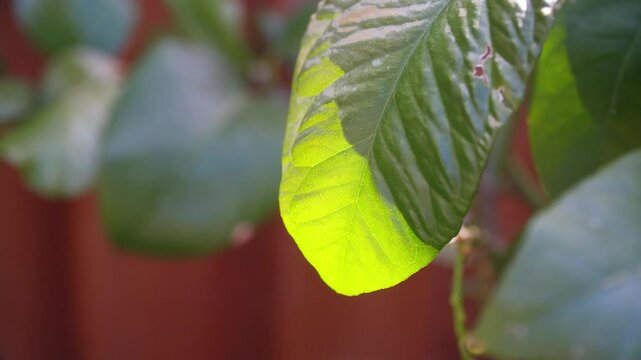 Dappled sunlight shining through Lemon tree leaves
