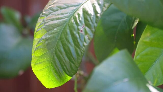 Dappled sunlight shining through Lemon tree leaves