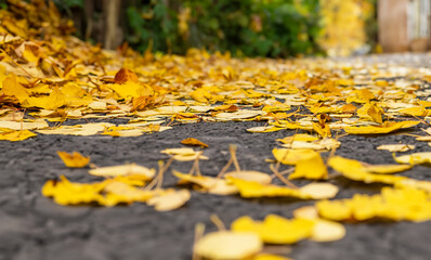 autumn leaves on the ground