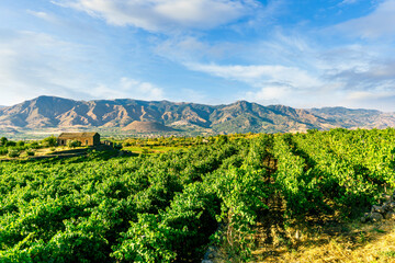 green rows of wineyard with grape on a winery during sunset with amazing mountains and clouds on background