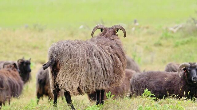 Hebridean sheep, adult, grazing coastal grassland.