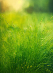green grass background