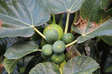 planta fruta figo - Ficus carica 