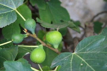planta fruta figo - Ficus carica 
