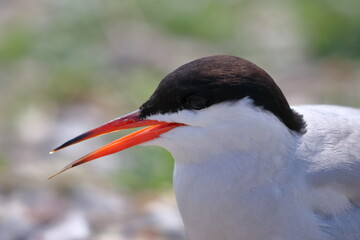common tern