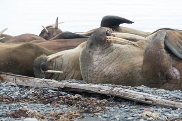 Morse, Odobenus rosmarus, Spitzberg, Svalbard, Norvège