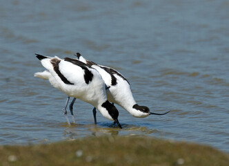 Avocette élégante, Recurvirostra avosetta, Pied Avocet