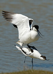 Avocette élégante, Recurvirostra avosetta, Pied Avocet