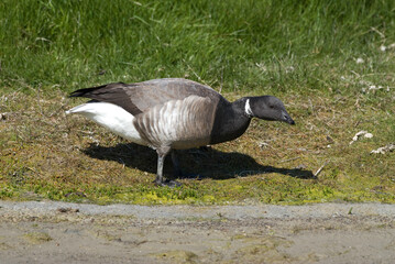 Bernache cravant,.Branta bernicla, Brant Goose,