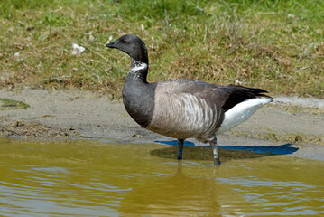 Bernache cravant,.Branta bernicla, Brant Goose,
