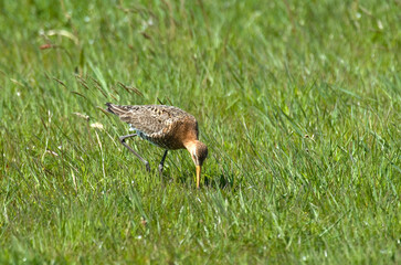 Barge à queue noire,.Limosa limosa, Black tailed Godwit