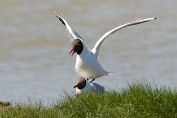 Mouette rieuse,.Chroicocephalus ridibundus, Black headed Gull