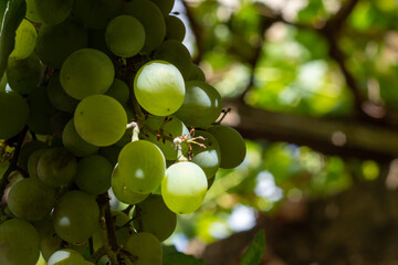 Green grapes hanging from the vine.
