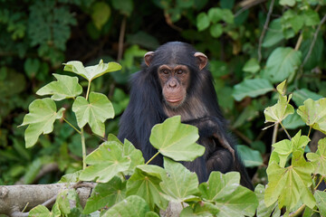 Chimpanzee (Pan troglodytes)