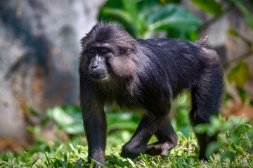 Tonkean macaque (Macaca tonkeana) is a species of primate