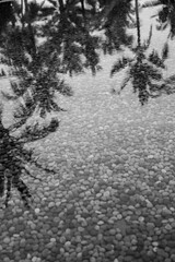 Reflection of palm trees in water, black and white photo.